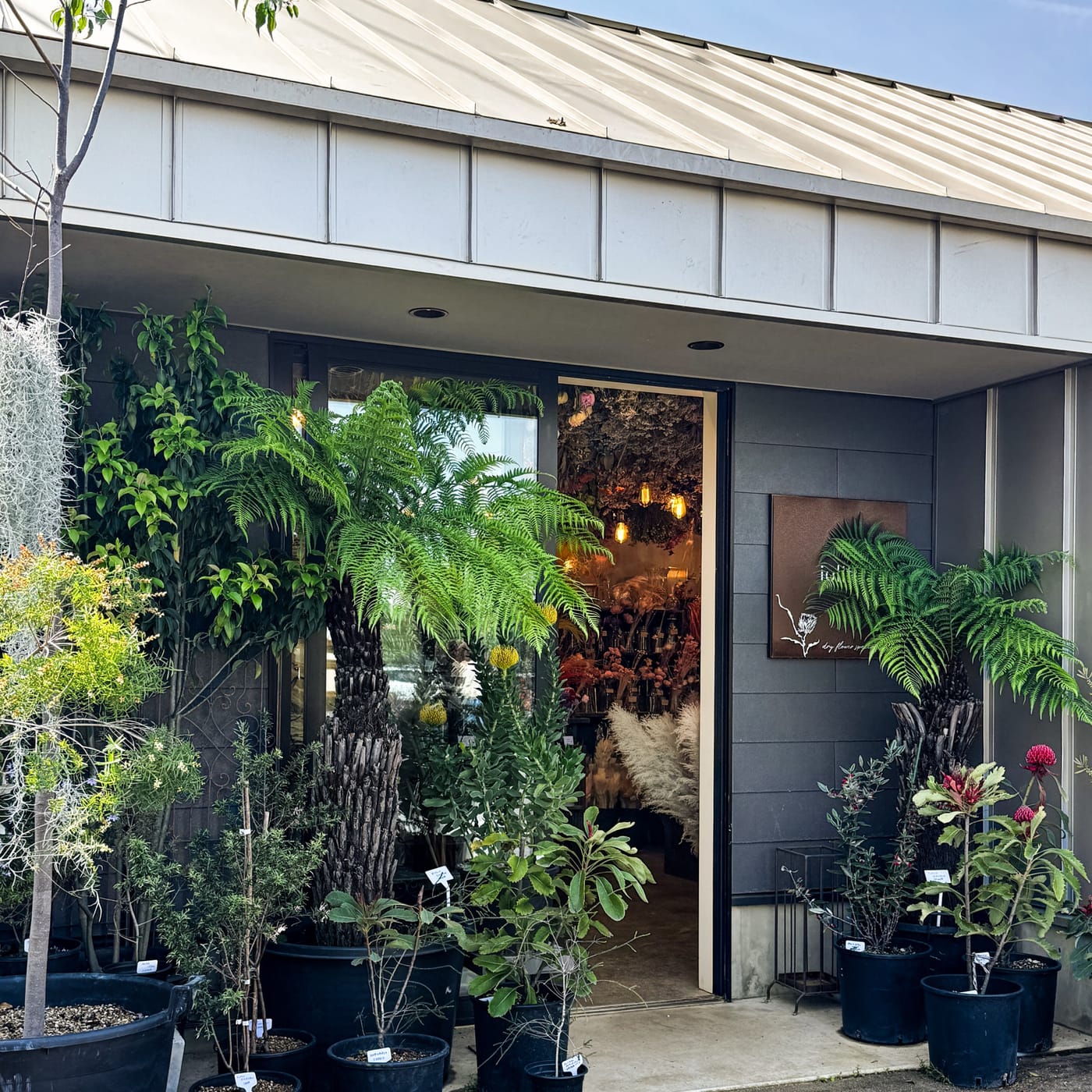 ドライフラワーと植物が並ぶiolite flowersの店頭